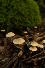 Mushrooms in the nature
