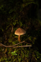 Mushrooms in the nature