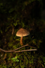 Mushrooms in the nature