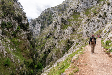 Fototapeta premium A female tourist hiking the picturesque Cares gorge in the Picos de Europa mountains, Asturias in Spain