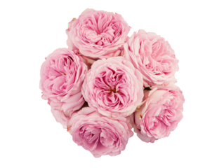High-Quality PNG Pink rose flowers arrangement isolated on white background – High Resolution