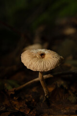 Mushrooms in the nature