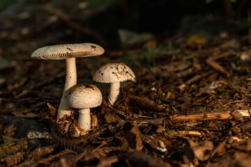 Mushrooms in the nature