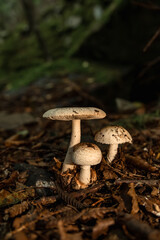 Mushrooms in the nature
