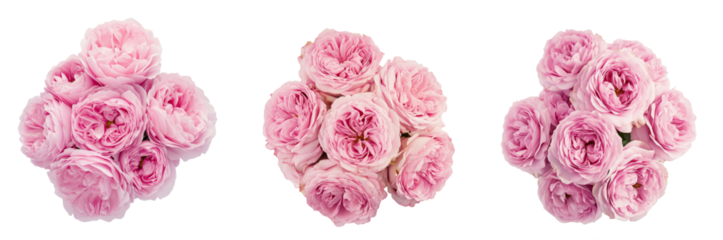 High-Quality PNG Pink rose flowers arrangement isolated on white background – High Resolution