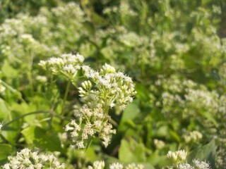 Mikania micrantha is a white flower in bell,
Mikania micrantha is a white flower in bell sky blue bacgraund blooming plant