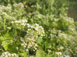 Obraz premium Mikania micrantha is a white flower in bell, Mikania micrantha is a white flower in bell sky blue bacgraund blooming plant