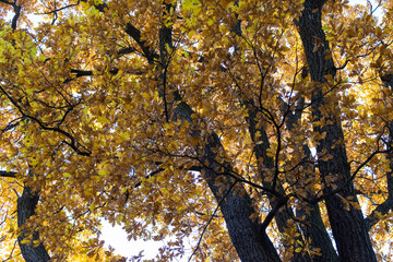 Beautiful autumn landscape in warm yellow and orange colors
