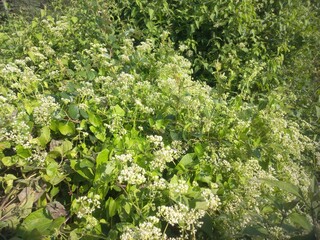 Mikania micrantha is a white flower in bell,
Mikania micrantha is a white flower in bell sky blue bacgraund blooming plant