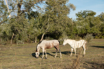 Horses are social animals and tend to graze in groups, which provides them with security and company. In addition, grazing is a natural activity that allows them to stay active and healthy.