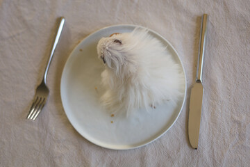 Top view on the white hamster at the dining white plates with fork and knife. Linen background