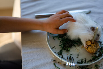 Human hand touch a white hamster that eats cake with candle and stay on the dinner plates with fork, knife.