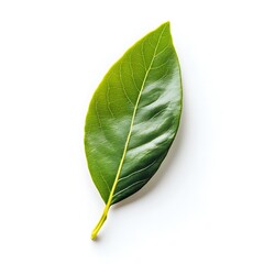 Obraz premium Bay leaf isolated on a white background, close up