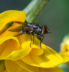fly on yellow flower