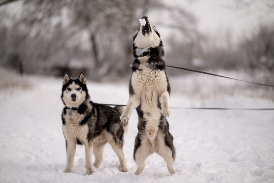 Women walk their husky dogs in the park in winter.