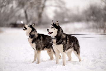 Women walk their husky dogs in the park in winter.