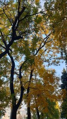 moldova, chisinau, autumn, road, buildings, architecture, houses, underground passage