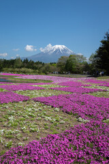 Obraz premium Mt Fuji on a clear, sunny spring day with fields of moss phlox flowers filling the land before it. Photographed from the ground at the Fuji Shibazakura Festival 