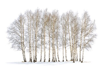 Fototapeta premium Birch himalayan isolated on a white background, close up