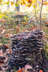 Mushrooms grow on a stump in forest