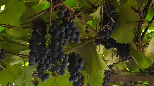  Tasty ripe grapes hanging on branches close-up. Autumn harvest grapevine in farmland