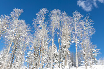 Scenic view of many birch trees covered by fresh hoar frost snow mountain forest against clear blue sky bright cold sunny winter day. Natural woods cold weather wallpaper background. Nature panorama