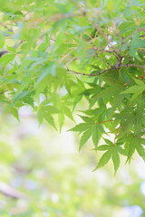 かえでの青葉