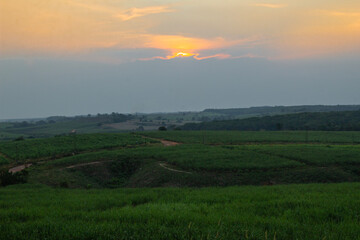 skyline view with hills filled with young sugar cane plants and night sky, green thatched garden landscape in the village
