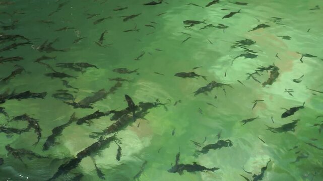 Barbonymus gonionotus fish under the water surface