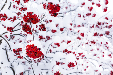 Seasonal winter nature background with red rowan berry under the snow