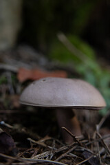 Mushrooms in the nature