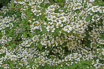 Bl&uuml;ten des Gemeinen Schneeballs