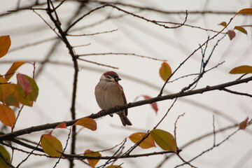 Little bird portrait