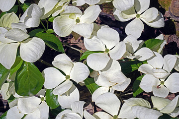 Blüten des Japanischen Blumen-Hartriegels