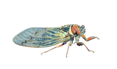 Cicada (Cicadetta pellosoma)