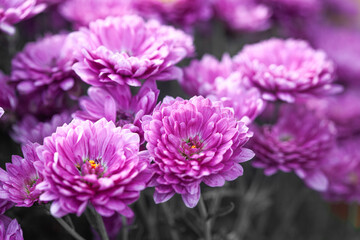 bunch of pink chrysanthemums, Chrysanthemum flower pattern in a flower garden Clusters of pink chrysanthemums.