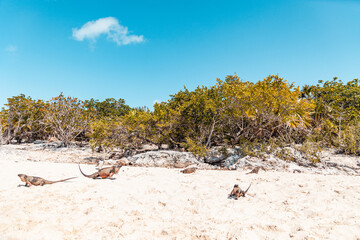Reisen in der Karibik