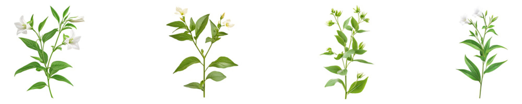 Andrographis Paniculata Set isolated on transparent background.