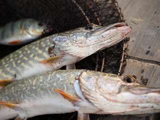 close-up, caught fish while fishing(