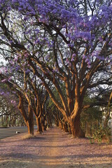 the jacaranda avenue at Harare, Zimbabwe