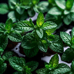 mint leaves in the garden