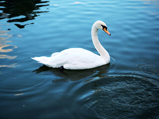 white swan on the surface of blue water, circles on the water and reflections