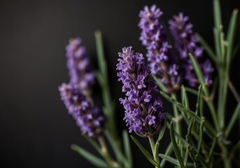 Obraz premium Lavender on a black background