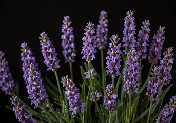 Fototapeta premium Lavender on a black background