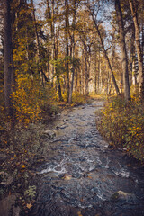 Fototapeta premium Exploring a serene forest trail with a creek in autumn during golden hour