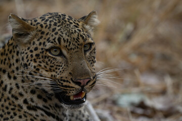 leopard portrait