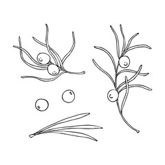 Set of linear doodle illustrations of juniper. Hand drawn vector botanical, medicinal forest plants, branches and berries on white background. Christmas, winter and autumn graphic elements.