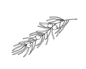 Linear doodle illustration of juniper. Hand drawn vector botanical, medicinal forest plant, and berries on white background. Christmas, winter and autumn graphic element.