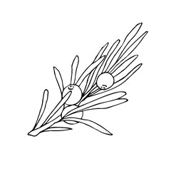 Linear doodle illustration of juniper. Hand drawn vector botanical, medicinal forest plant, and berries on white background. Christmas, winter and autumn graphic element.