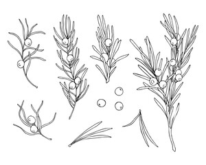 Set of linear doodle illustrations of juniper. Hand drawn vector botanical, medicinal forest plants, branches and berries on white background. Christmas, winter and autumn graphic elements.